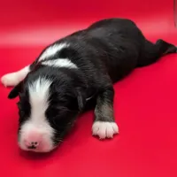 Quinn4Boy4- BTM, NBT, OFAs, genetics, blue eyes likely, a male Australian Shepherd for sale in South Hill, VA – Photo 9 of 10