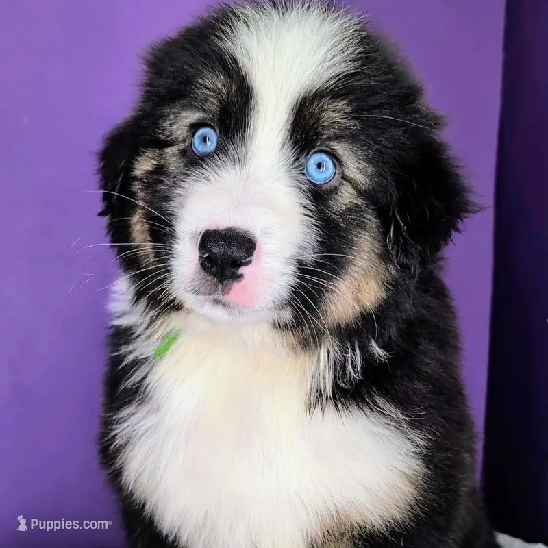 Quinn4Boy4- BTM, NBT, OFAs, genetics, blue eyes likely – Australian Shepherd puppy for sale in South Hill, VA