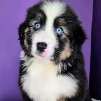Quinn4Boy4- BTM, NBT, OFAs, genetics, blue eyes likely, a male Australian Shepherd for sale in South Hill, VA – Photo 2 of 9