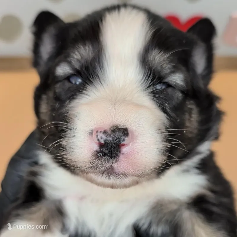 Quinn4Boy4- BTM, NBT, OFAs, genetics, blue eyes likely