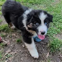 Quinn4Boy4- BTM, NBT, OFAs, genetics, blue eyes likely, a male Australian Shepherd for sale in South Hill, VA – Photo 8 of 9