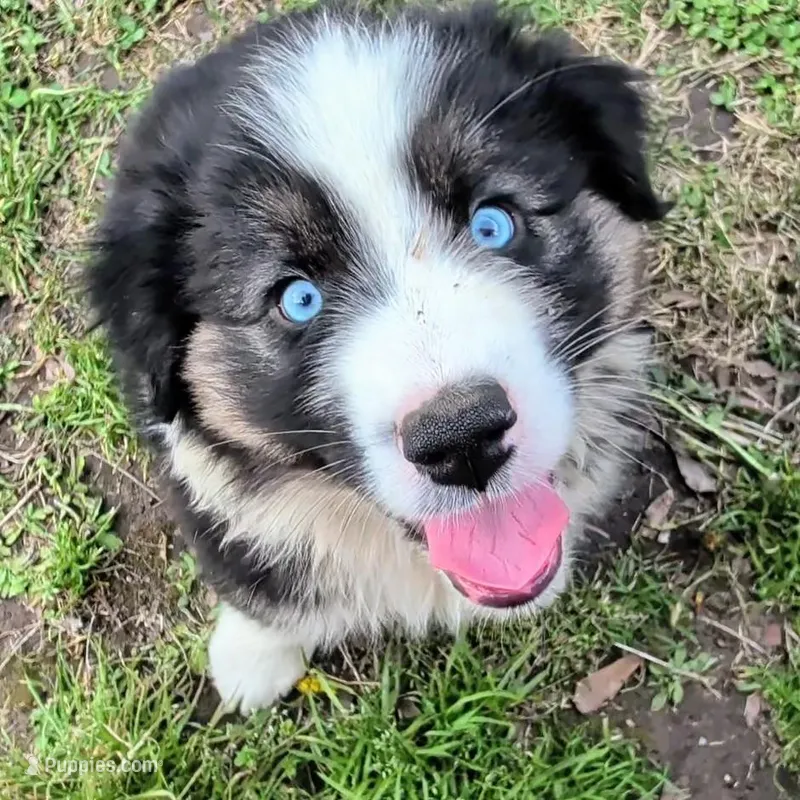 Quinn4Boy4- BTM, NBT, OFAs, genetics, blue eyes likely – Australian Shepherd puppy for sale in South Hill, VA
