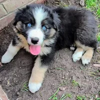 Quinn4Boy4- BTM, NBT, OFAs, genetics, blue eyes likely, a male Australian Shepherd for sale in South Hill, VA – Photo 9 of 9
