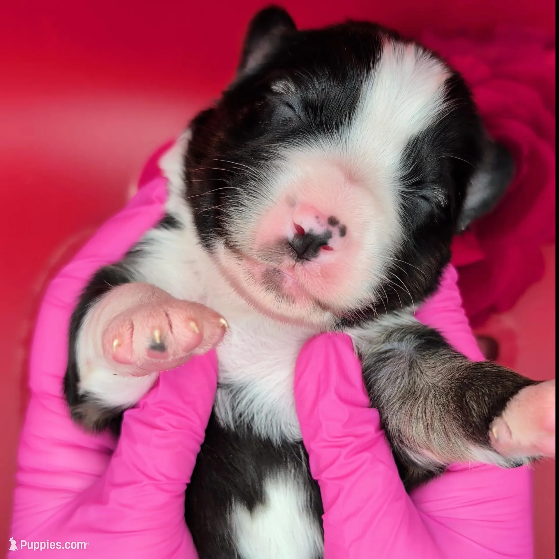 Quinn4Boy4- BTM, NBT, OFAs, genetics, blue eyes likely