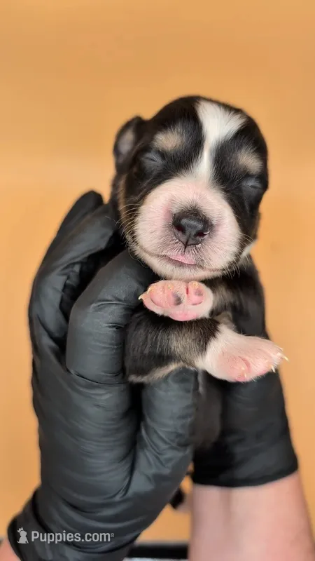 Remi4Girl2- BTF-LONG tail-blue eyes 🤞 CHIC-OFA-DNA-AKC Titled Parents – Australian Shepherd puppy for sale in South Hill, VA