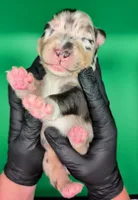 Jasmine3Boy1- BMM,NBT,CHIC/OFAs/DNA/AKC titled, blue eyes likely, a male Australian Shepherd for sale in South Hill, VA – 5 of 10