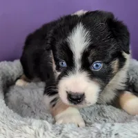 Raven3Girl2- BTM, LONG Tail, OFAs, genetics, blue eyes likely, a female Australian Shepherd for sale in South Hill, VA – 8 of 9