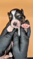 Remi4Girl2- BTF-LONG tail-blue eyes 🤞 CHIC-OFA-DNA-AKC Titled Parents, a female Australian Shepherd for sale in South Hill, VA – 5 of 10