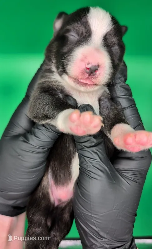 Jasmine3Boy6- BTM,LongTail,CHIC/OFAs/DNA/AKC titled, blue eyes likely – Australian Shepherd puppy for sale in South Hill, VA