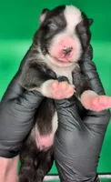 Jasmine3Boy6- BTM,LongTail,CHIC/OFAs/DNA/AKC titled, blue eyes likely, a male Australian Shepherd for sale in South Hill, VA – 1 of 7