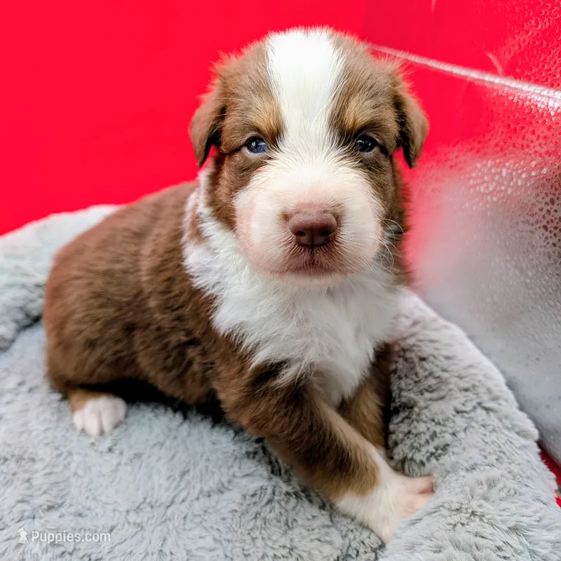 Jasmine3Boy5 RTM+NBT+Blue Eyes🤞 CHIC-OFAs-DNA-AKC titled parents – Australian Shepherd puppy for sale in South Hill, VA
