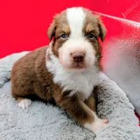 RON (Jasmine3Boy5) RTM+NBT+Blue Eyes🤞 CHIC-OFAs-DNA-AKC titled parents, a male Australian Shepherd for sale in South Hill, VA – 2 of 10
