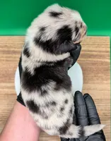 Jasmine3Girl1 BMF+LongTail+Blue Eyes🤞 CHIC-OFAs-DNA-AKC titled, a female Australian Shepherd for sale in South Hill, VA – 10 of 10