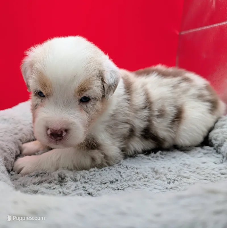 Jasmine3Girl2 RMF+NBT+Blue Eyes🤞 CHIC-OFAs-DNA-AKC titled – Australian Shepherd puppy for sale in South Hill, VA