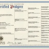 Quinn4Boy3- RTM, NBT, OFAs, genetics, blue eyes likely, a male Australian Shepherd for sale in South Hill, VA – Photo 10 of 10