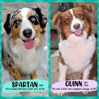 Quinn4Boy3- RTM, NBT, OFAs, genetics, blue eyes likely, a male Australian Shepherd for sale in South Hill, VA – Photo 7 of 10