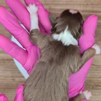 Quinn4Boy3- RTM, NBT, OFAs, genetics, blue eyes likely, a male Australian Shepherd for sale in South Hill, VA – Photo 9 of 10