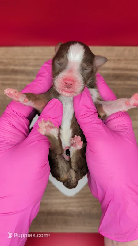 Quinn4Boy3- RTM, NBT, OFAs, genetics, blue eyes likely