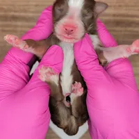 Quinn4Boy3- RTM, NBT, OFAs, genetics, blue eyes likely, a male Australian Shepherd for sale in South Hill, VA – Photo 1 of 10