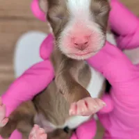 Quinn4Boy3- RTM, NBT, OFAs, genetics, blue eyes likely, a male Australian Shepherd for sale in South Hill, VA – Photo 8 of 10