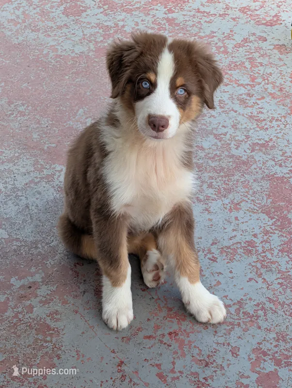 KODA AKC VHMP (Jasmine3Boy5)RTM+NBT+Blue Eye,CHIC-OFAs-DNA-AKCtitles – Australian Shepherd puppy for sale in South Hill, VA