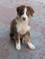 KODA AKC VHMP (Jasmine3Boy5)RTM+NBT+Blue Eye,CHIC-OFAs-DNA-AKCtitles, a male Australian Shepherd for sale in South Hill, VA – 1 of 10