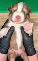 Jasmine3Boy4 RTM+NBT+Blue Eyes🤞 CHIC-OFAs-DNA-AKC titled, a male Australian Shepherd for sale in South Hill, VA – 10 of 10
