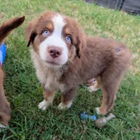 Jasmine3Boy5 RTM+NBT+Blue Eye CHIC-OFAs-DNA-AKC titled parents, a male Australian Shepherd for sale in South Hill, VA – 8 of 10