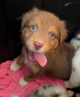 FRED (Jasmine3Boy2) RTM+LongTail+Blue Eyes🤞 CHIC-OFAs-DNA-AKC titled, a male Australian Shepherd for sale in South Hill, VA – 10 of 10