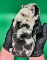 Jasmine3Boy1- BMM,NBT,CHIC/OFAs/DNA/AKC titled, blue eyes likely, a male Australian Shepherd for sale in South Hill, VA – 2 of 10