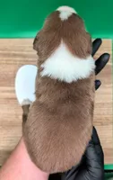Jasmine3Boy4 RTM+NBT+Blue Eyes🤞 CHIC-OFAs-DNA-AKC titled, a male Australian Shepherd for sale in South Hill, VA – 9 of 10