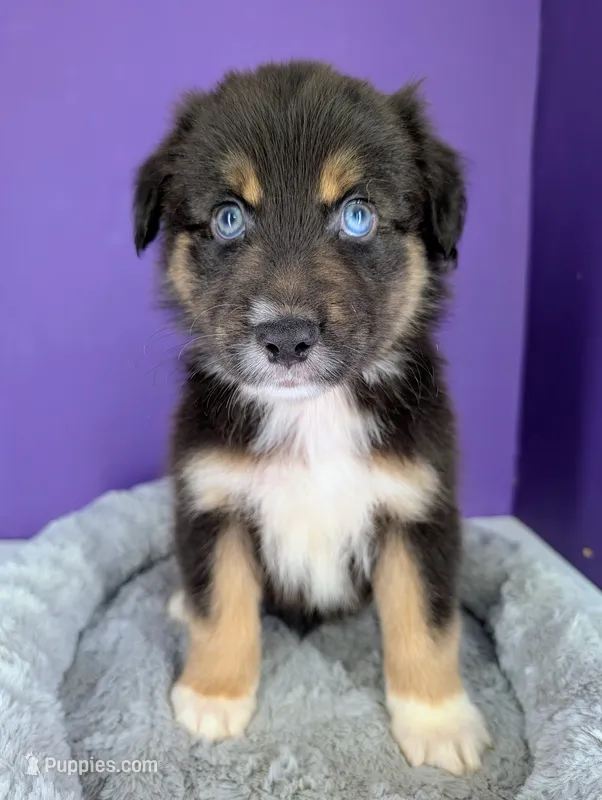 Jasmine3Boy7 BTM+NBT+BlueEyes🤞 CHIC-OFAs-DNA-AKC titled parents – Australian Shepherd puppy for sale in South Hill, VA