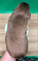 Jasmine3Boy3 RTM+LongTail+Blue Eyes🤞 CHIC-OFAs-DNA-AKC titled, a male Australian Shepherd for sale in South Hill, VA – 10 of 10