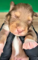 Jasmine3Boy2 RTM+LongTail+Blue Eyes🤞 CHIC-OFAs-DNA-AKC titled, a male Australian Shepherd for sale in South Hill, VA – 9 of 10