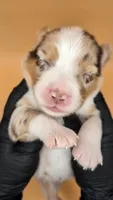 Quinn5Boy1- RMM,NBT, blue eyes likely, CHIC-OFA-DNA-AKC Titled Parents, a male Australian Shepherd for sale in South Hill, VA – 2 of 9