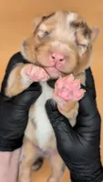 Quinn5Girl2- RMF,LONG tail, blue eyes🤞CHIC-OFA-DNA-AKC Titled Parents, a female Australian Shepherd for sale in South Hill, VA – 9 of 9