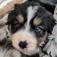 Quinn4Boy5- BTM, LT, OFAs, genetics, a male Australian Shepherd for sale in South Hill, VA – Photo 8 of 10