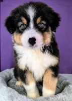 Quinn4Boy5- BTM, LT, OFAs, genetics, a male Australian Shepherd for sale in South Hill, VA – Photo 6 of 10