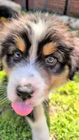 Quinn4Boy5- BTM, LT, OFAs, genetics, a male Australian Shepherd for sale in South Hill, VA – Photo 2 of 10