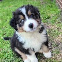 Quinn4Boy5- BTM, LT, OFAs, genetics, a male Australian Shepherd for sale in South Hill, VA – Photo 5 of 10