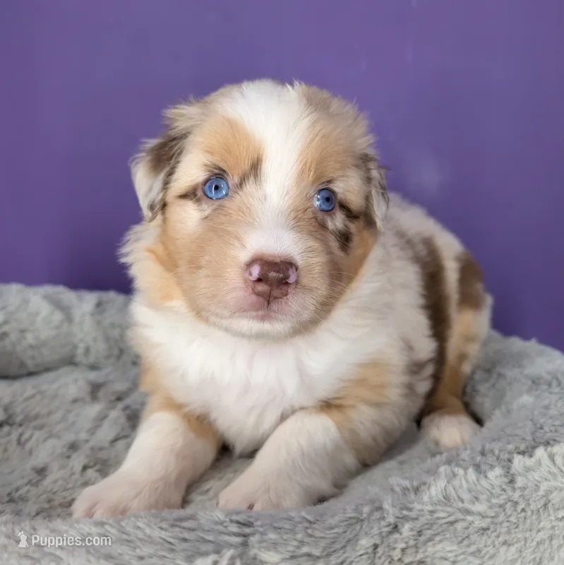 Quinn5Boy2- RMM,NBT, blue eyes likely, CHIC-OFA-DNA-AKC Titled Parents – Australian Shepherd puppy for sale in South Hill, VA