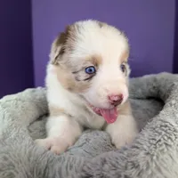 Raven3Girl4- RMF, LONG Tail, OFAs, genetics, blue eyes likely, a female Australian Shepherd for sale in South Hill, VA – 10 of 10