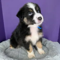 Jasmine3Boy6 BTM+LongTail+BlueEyes🤞 CHIC-OFAs-DNA-AKC titled parents, a male Australian Shepherd for sale in South Hill, VA – 10 of 10