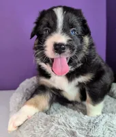 Raven3Boy2- BTM, LONG Tail, OFAs, genetics, blue eyes likely, a male Australian Shepherd for sale in South Hill, VA – 7 of 10