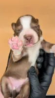 Remi4Boy3- RTM, LONG tail, blue eyes 🤞 CHIC-OFA-DNA-AKC Titled Parents, a male Australian Shepherd for sale in South Hill, VA – 3 of 10