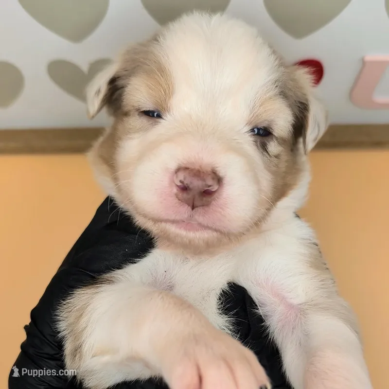 Quinn4Boy2- RMM, NBT, OFAs, genetics, blue eyes likely