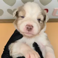 Quinn4Boy2- RMM, NBT, OFAs, genetics, blue eyes likely, a male Australian Shepherd for sale in South Hill, VA – Photo 2 of 10