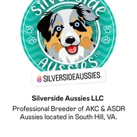 Quinn4Boy2- RMM, NBT, OFAs, genetics, blue eyes likely, a male Australian Shepherd for sale in South Hill, VA – Photo 6 of 10