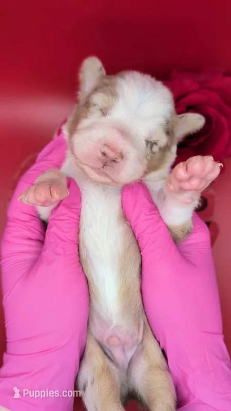 Quinn4Boy2- RMM, NBT, OFAs, genetics, blue eyes likely