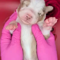 Quinn4Boy2- RMM, NBT, OFAs, genetics, blue eyes likely, a male Australian Shepherd for sale in South Hill, VA – Photo 3 of 10